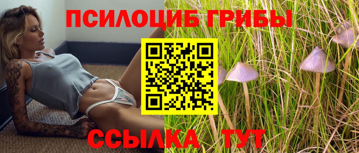 Псилоцибиновые грибы Psilocybe Комсомольск-на-Амуре
